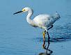 Snowy Egret-10